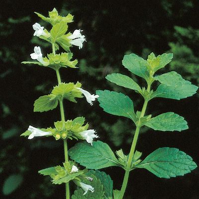Medovka lekárska (Melissa officinalis)