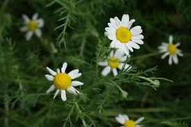 Harmanček (Matricaria chamomilla)